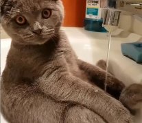 谁说猫咪怕洗澡，我家猫咪自己洗！