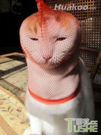 极品搞笑图 笑抽了