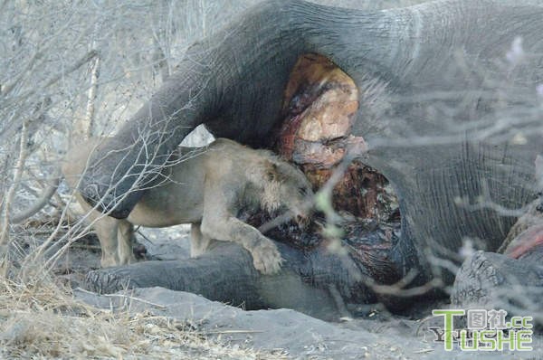 实拍野生狮子捕食小象