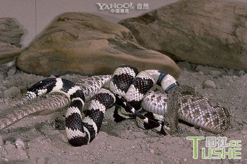 超级毒物的生死对决