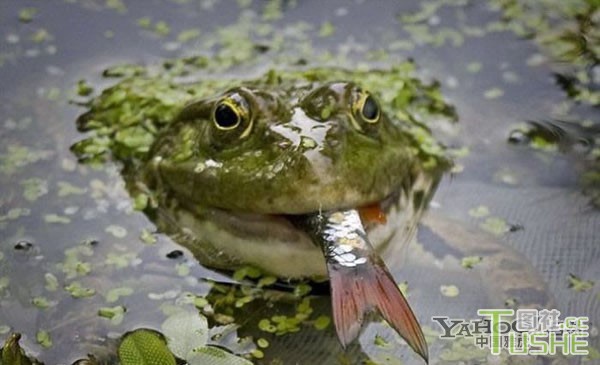 罕见实拍：青蛙吞吃活鱼