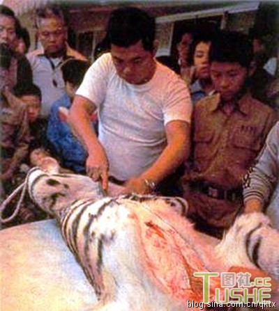 老虎被当街残忍肢解剥皮售卖