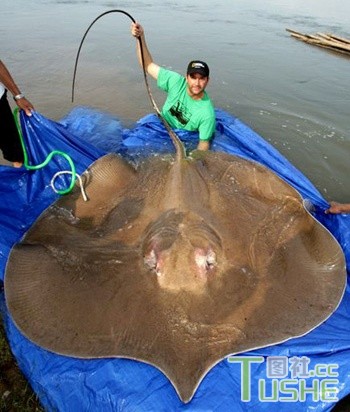 盘点湄公河里吓人的巨型鱼类