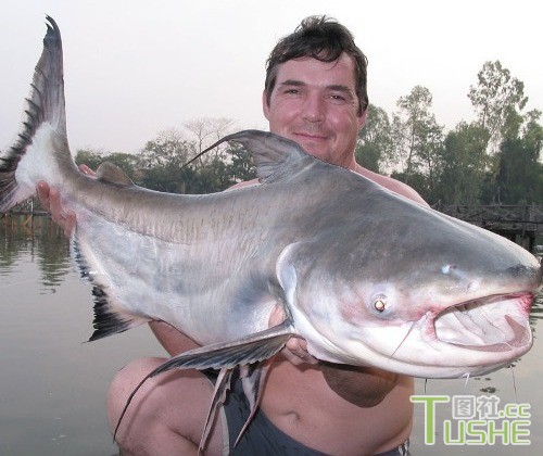 盘点湄公河里吓人的巨型鱼类