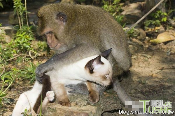 不可思议：当猴子爱上了猫