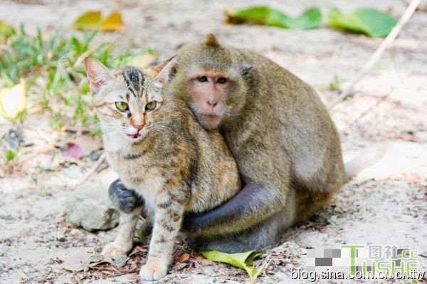 不可思议：当猴子爱上了猫