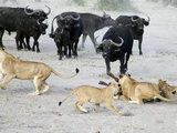 野牛为保护小牛大战狮群