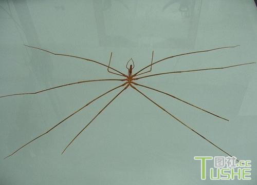 海啸后发现大量未知生物