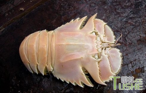 海啸后发现大量未知生物