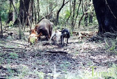 猎犬集体围捕野猪 太刺激了