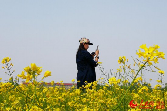 衡水安平：油菜花开 春意盎然