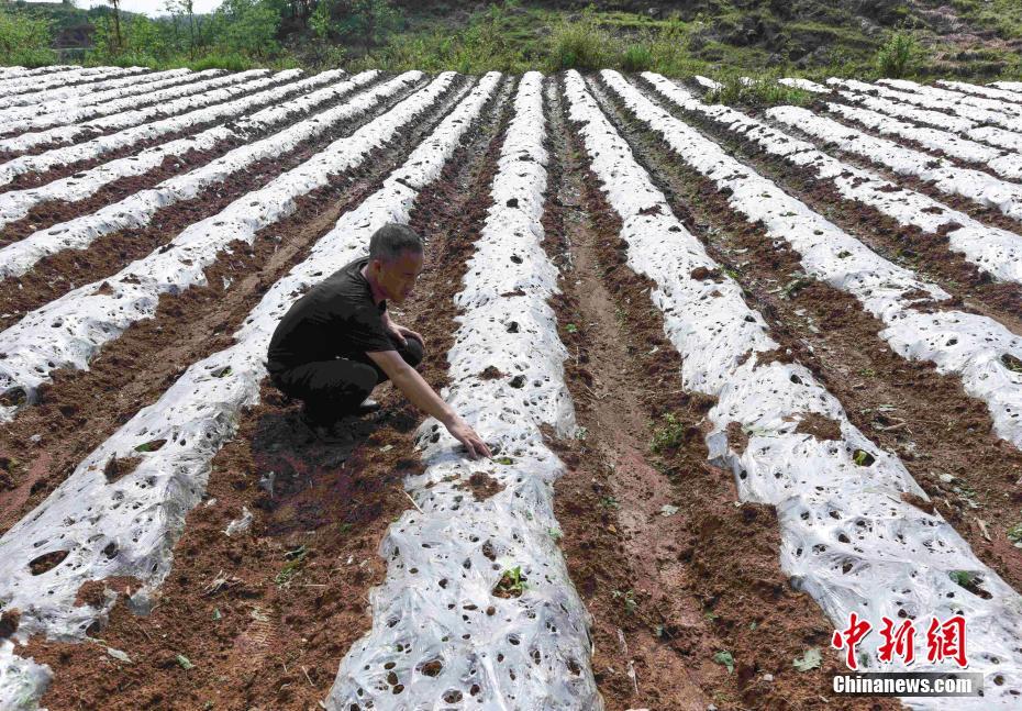 贵州松桃遭冰雹袭击 农户受灾严重
