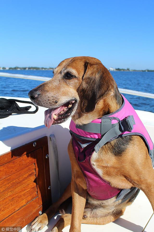 美国遭遗弃狗狗身患癌症 新主人帮其实现“遗愿清单”