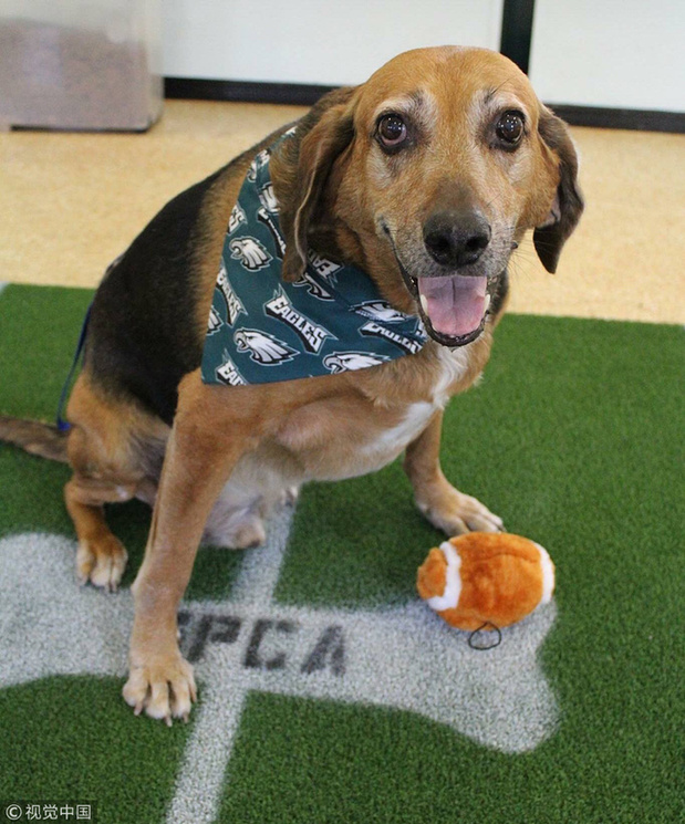 美国遭遗弃狗狗身患癌症 新主人帮其实现“遗愿清单”