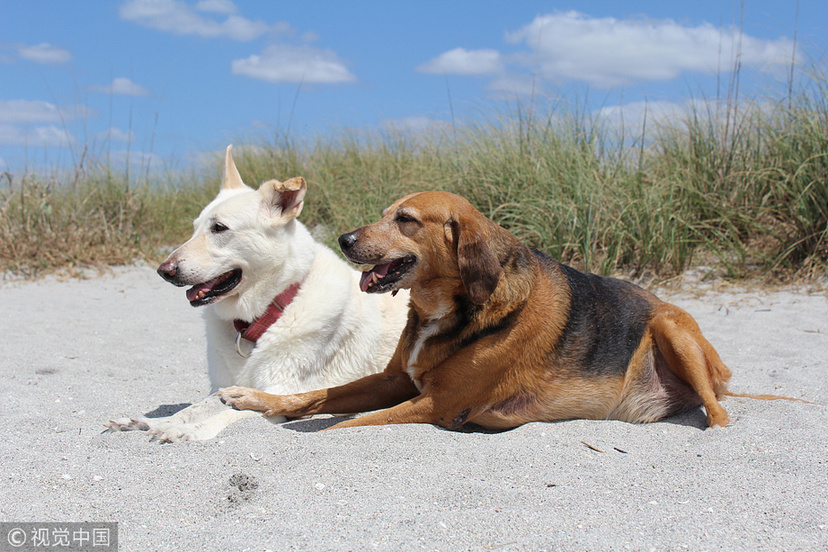 美国遭遗弃狗狗身患癌症 新主人帮其实现“遗愿清单”